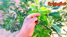 السماد الأساسي لنجاح شجرة الليمون لديك