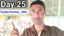 day 25 poultry farming