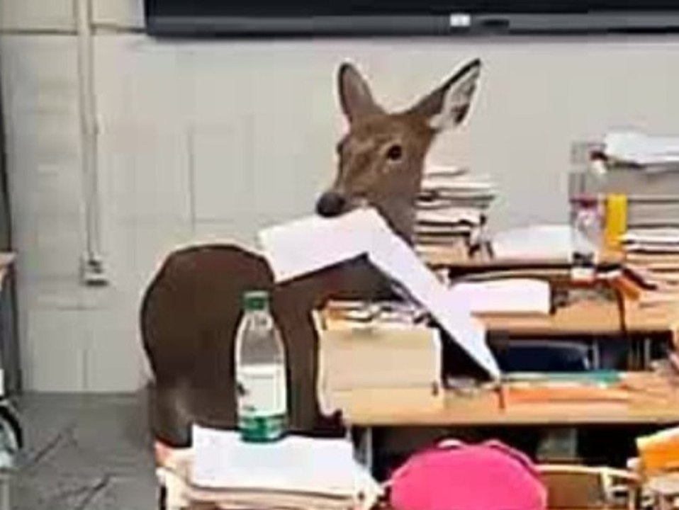 Reh stürmt Klassenzimmer und verschlingt Prüfungsunterlagen