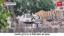 रणथंभौर दुर्ग के मुख्य गेट पर दो शावकों संग पहुंची बाघिन रिद्धि, 15 मिनट तक की चहलकदमी