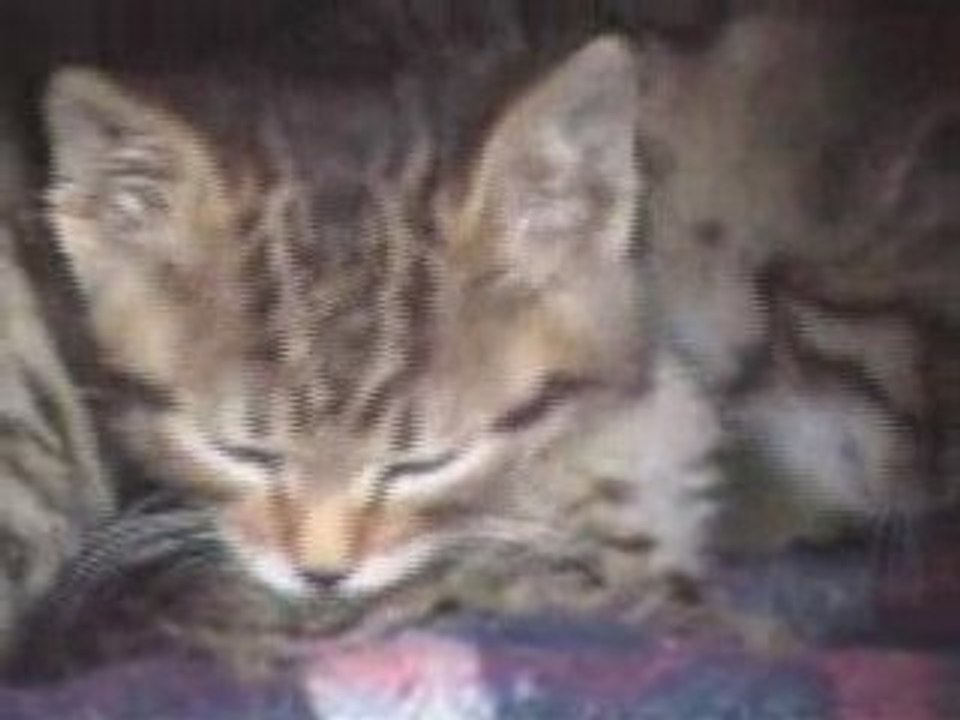petits Chats de mai