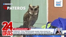 Kuwago, tila trespasser nang maligaw sa loob ng isang kuwarto; ligtas na na-rescue | 24 Oras