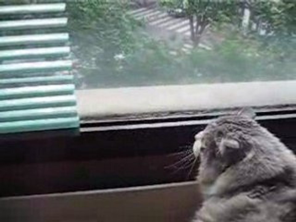 Minette et le pigeon