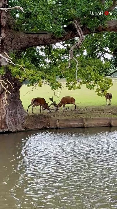 Dramatic scene unfolds as two stags lock antlers during rutting season at Woburn Deer Park