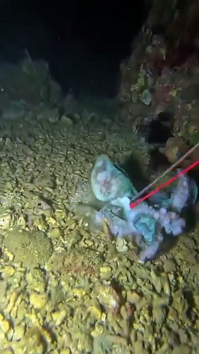 Attacking fish while they sleep