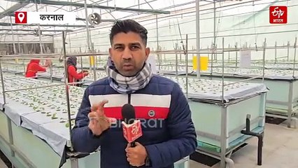हवा में उगते आलू, बिना मिट्टी के 10 गुना ज्यादा हो रहा प्रोडक्शन, करनाल में आई नई क्रांति