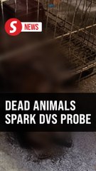 Almost 2,000 reports lodged over viral animal neglect case, says DVS