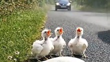 Kind Man Rescues a Poor Unconscious White Sparrow on the Roadside While Her Hungry Babies Try to Wake Her 🐣✨