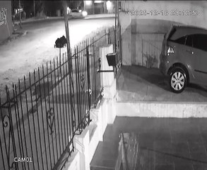 Lo dejaron en un pastizal y sobrevivió: conmoción por un bebé abandonado en Quilmes