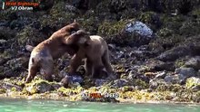 Grizzly Bears' Epic Fight Over Mating Rights