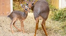 Nachwuchs bei Mini-Antilopen im Tiergarten Schönbrunn