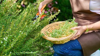 10 Tips For Growing The Bushiest Thyme Garden
