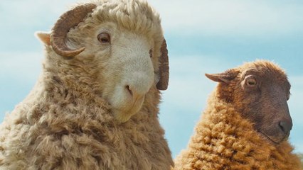 The Sheep Detectives Bande-annonce VO