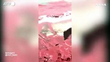 La "pioggia di sangue" tinge la spiaggia dell'isola iraniana di Hormoz