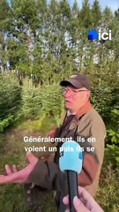 À Arrènes, des sapins de Noël 100% made in Creuse