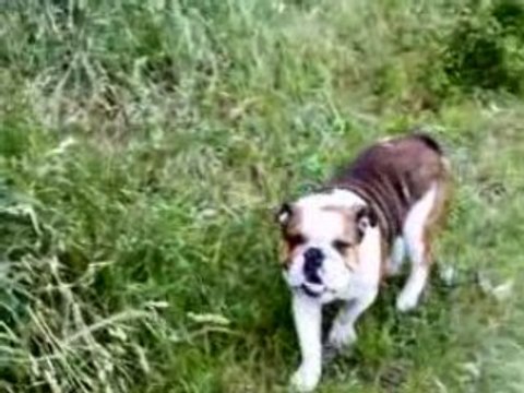 les bords de seine au pont de bezons