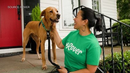 Rover CEO's Global Insights on the Pet Care Industry