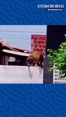 Furto inusitado: macaco-prego armado com faca rouba cafeteira e é capturado