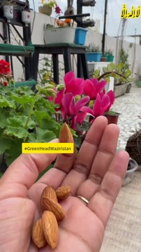 badam ka paudha lagane ka tarika!