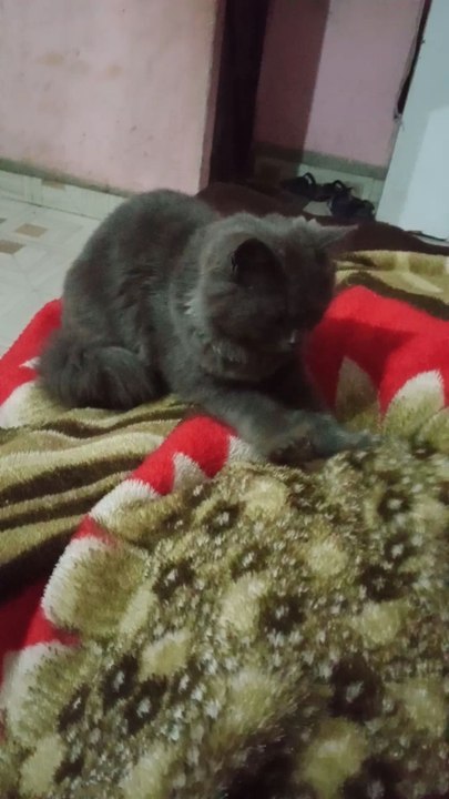 Cute animals 😼❤️cute kitten #cuteanimals #cat #funny