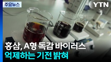 "홍삼, A형 독감 바이러스 억제하는 기전 밝혀" / YTN