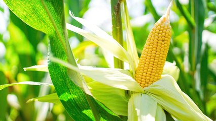 10 Amazing Companion Plants To Grow With Corn