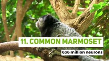 The 12 animals with the highest number of neurons in the world