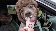 It's a chilly, gray morning... so we decided it was the perfect excuse for a Scooter's run... latte for me, and the usual for Dubs