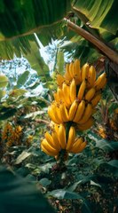 Unlock the Secrets of the Banana:Mind-Blowing Facts You Never Knew! ✨