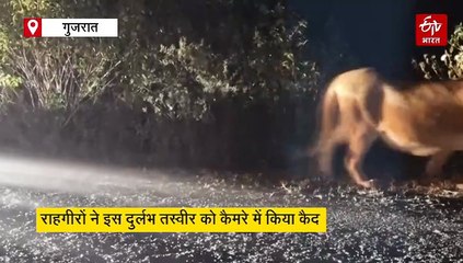 रात के अंधेरे में सैर पर निकला शेर का परिवार, सड़क पर फैली दहशत...सहम गए लोग