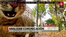 Universidad de Ankara analiza comunicación entre gatos y sus dueños