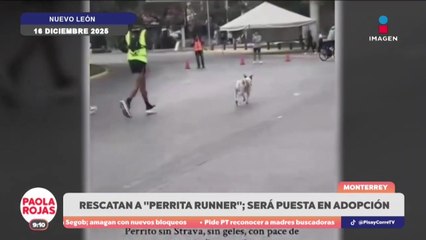 Perrita corre 42 km en maratón de Nuevo León y es evaluada | DPC con Paola Rojas