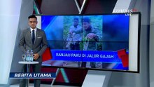 Petugas Taman Nasional Tesso Nilo Temukan Ranjau Paku di Jalur Satwa, Keselamatan Terancam