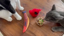Best Cats Toys in Fish Shape and Natural Stick Cage Balls with Bell, Catnip, for Teeth Cleaning and Chewing – Review!