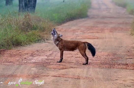 The call of a Dhole after smelling Tiger's Scent 🔥