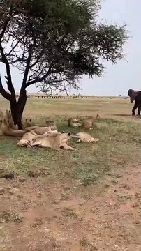 Entire lion pride remembers they have a prior engagement when elephant drops by Gotta love sleepyhead waking up and wondering why the rest are scattering haha! 🔥