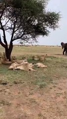 Entire lion pride remembers they have a prior engagement when elephant drops by  Gotta love sleepyhead waking up and wondering why the rest are scattering haha! 🔥