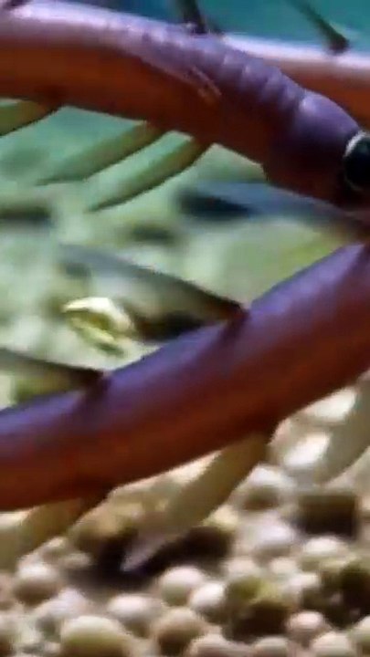 Africa’s Most Dangerous Living Parasites | আফ্রিকার প্রাণঘাতী পরজীবী কৃমি