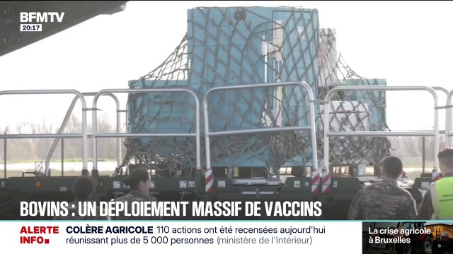 Dermatose nodulaire contagieuse: 750.000 bovins vaccinés dans les prochaines semaines