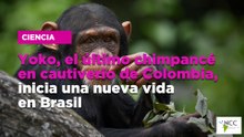Yoko, el último chimpancé en cautiverio de Colombia, inicia una nueva vida en Brasil