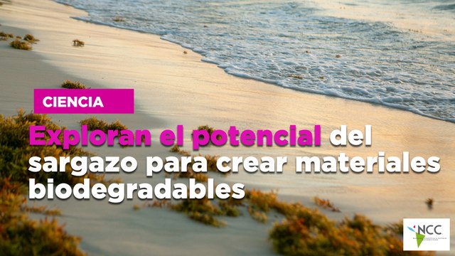 Exploran el potencial del sargazo para crear materiales biodegradables