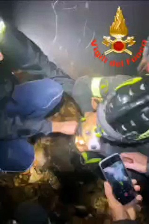 Cane scivola in un dirupo: a Provaglio d'Iseo: salvato dai vigili del fuoco