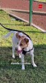 La salvación de “Runner”: La perrita que conquistó corazones tras correr el Maratón de Monterrey