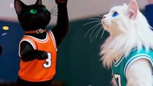 Cats Playing Basketball 😹🏀