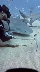 Getting Closer with Shark