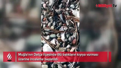 Gözde turizm beldesinde tedirgin eden görüntü! Ekipler inceleme başlattı