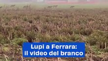 Lupi a Ferrara: il video del branco