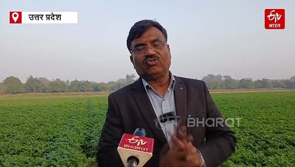 आलू पर कोहरे की मार; मंडरा रहा झुलसा व पाला का खतरा, विशेषज्ञ से जानें टिप्स और ट्रिक्स