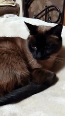 Good Morning Friday! #cat #funnycat #funny #goodmorning #viralcats #fyp