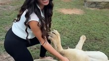 😹 A Girl vs. A Lion: The Ultimate Cuddle Battle! 🦁